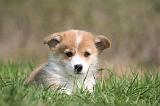 CORGI PEMBROKE 1274